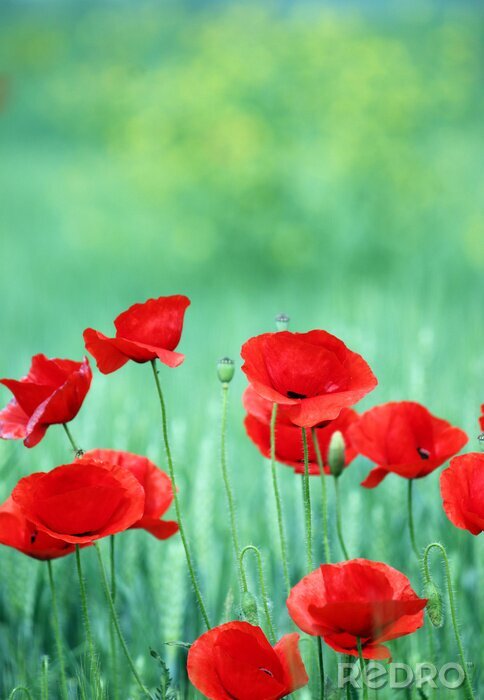 Poster  Coquelicots sur fond vert