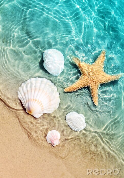Poster  Coquillages et étoiles de mer sur la plage