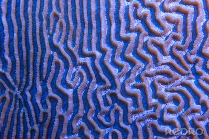 Poster  coral reef macro / texture, abstract marine ecosystem background on a coral reef