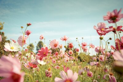 Cosmos, fleur, fleur, jardin