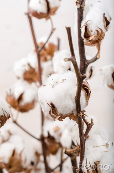 Poster  Cotton flowers on a white background.