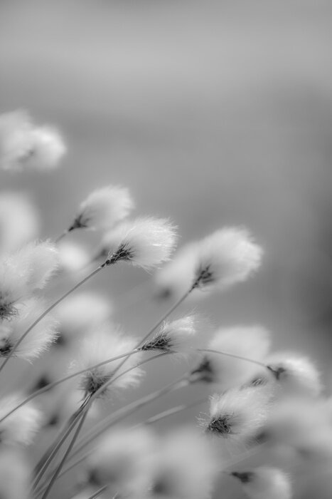 Poster  Cotton Grass
