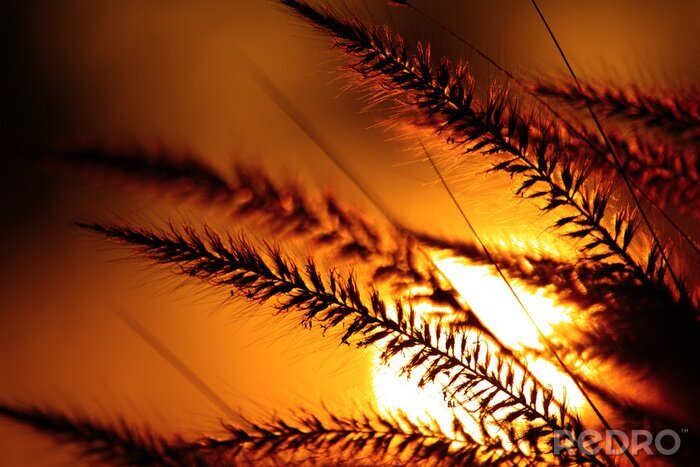 Poster  Coucher de soleil illuminant les brindilles