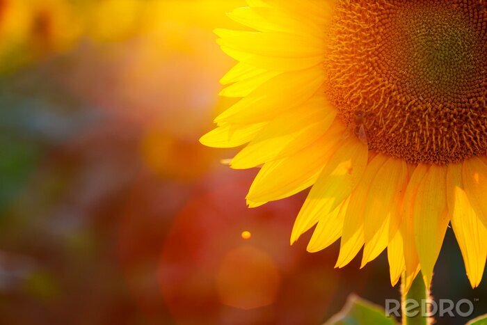 Poster  Coucher de soleil illuminant les fleurs