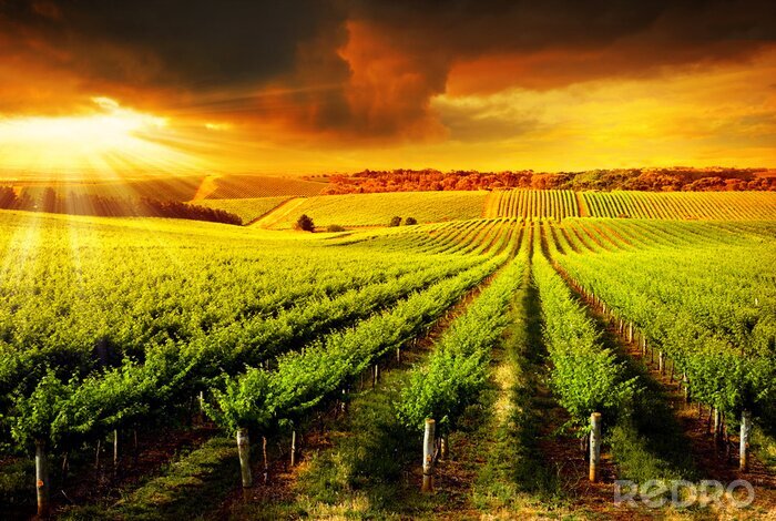 Poster  Coucher de soleil spectaculaire sur un vignoble