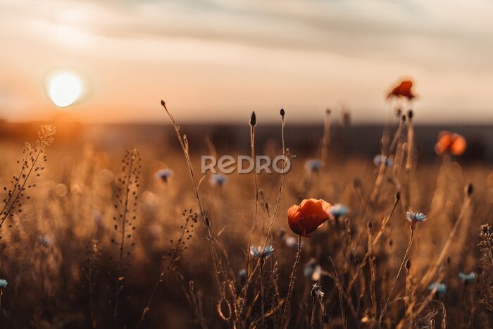 Poster  Coucher de soleil sur une prairie de coquelicots