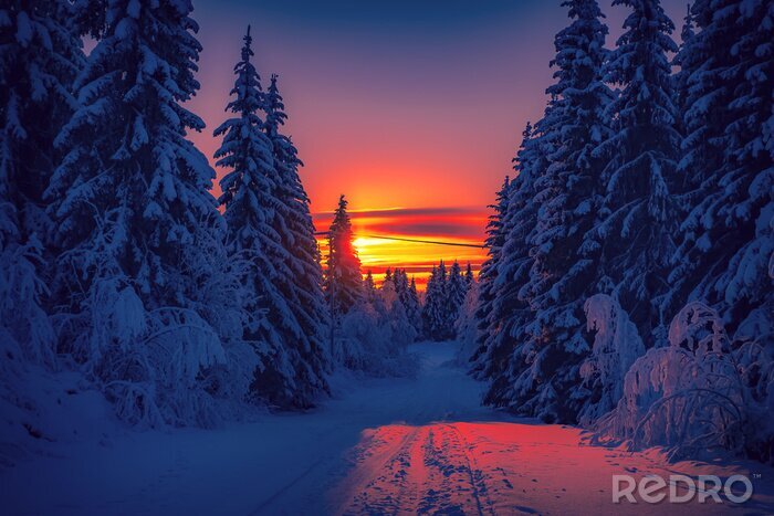 Poster  Coucher de soleil vu de la forêt d'hiver