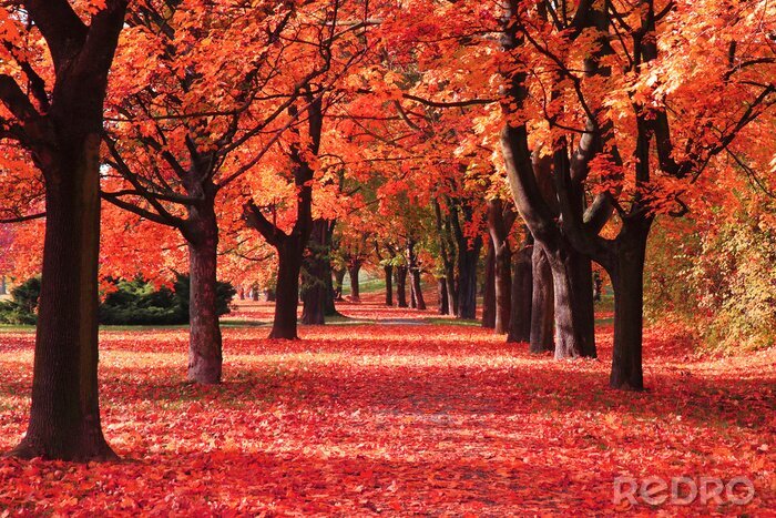 Poster  Couleur automne forêt