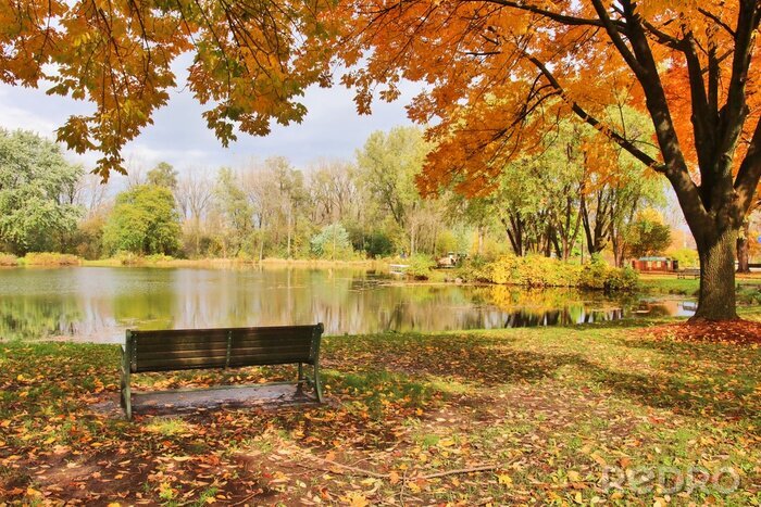Poster  Couleurs d'automne au bord d'un petit étang