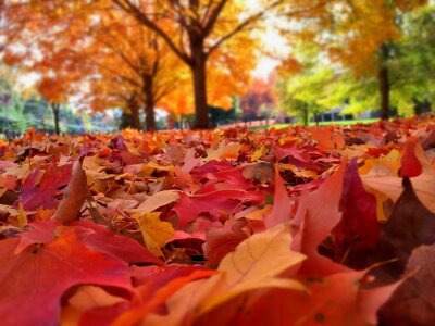 Poster  Couleurs d'automne dans le parc de la ville