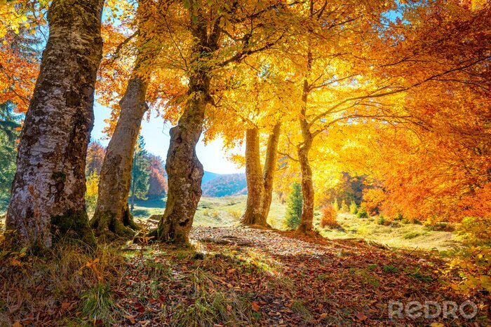 Poster  Couleurs d'automne dans les montagnes