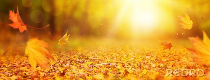 Poster  Couleurs d'automne dans les rayons du soleil couchant