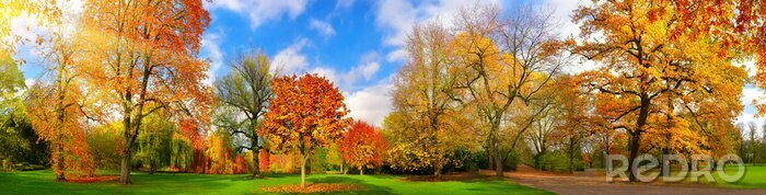 Poster  Couleurs d'automne dans un parc pittoresque