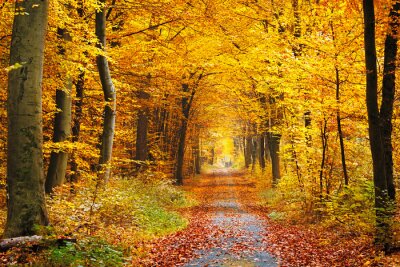 Poster  Couleurs d'automne dans une forêt coupée par une route