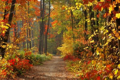 Poster  Couleurs d'automne dans une forêt dense
