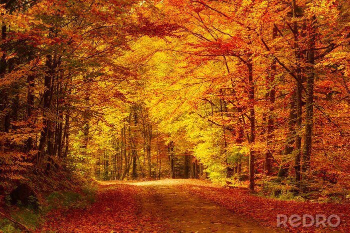 Poster  Couleurs d'automne dans une forêt jaune orangé
