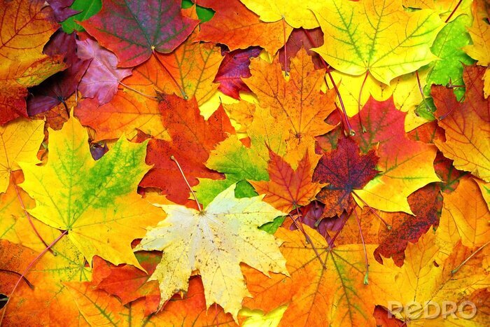 Poster  Couleurs d'automne faites de feuilles d'érable