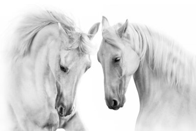 Couple de chevaux gris sur fond blanc
