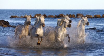 Poster  Courir des chevaux sur la plage
