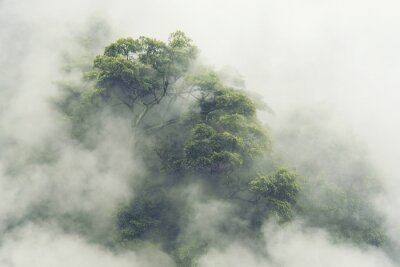 Couronne d'un arbre dans le brouillard