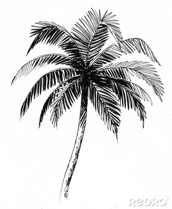 Poster  Couronne de palmier croquis noir et blanc