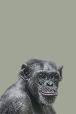 Poster  Cover page with a portrait of a happy adult Chimpanzee, smiling and thinking, closeup, details with copy space and solid background. Concept biodiversity and wildlife conservation.