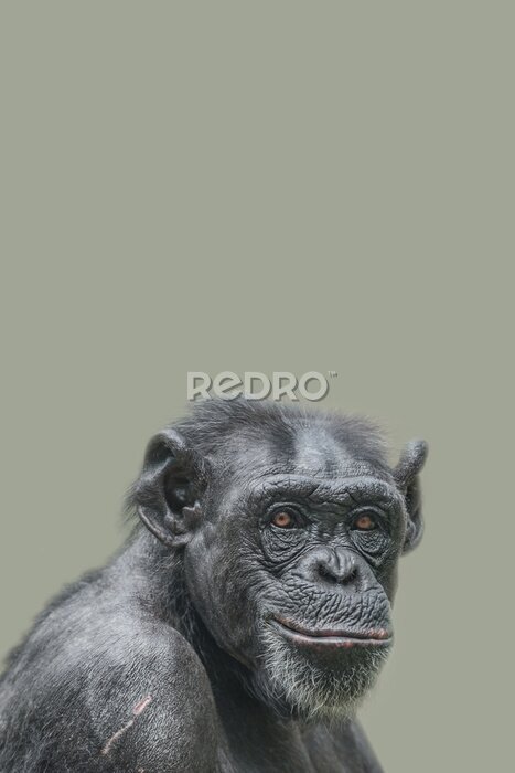 Poster  Cover page with a portrait of a happy adult Chimpanzee, smiling and thinking, closeup, details with copy space and solid background. Concept biodiversity and wildlife conservation.
