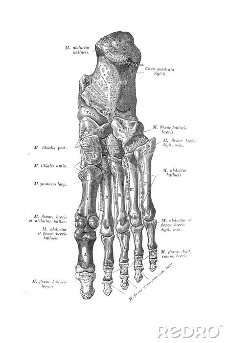 Poster  Croquis anatomique des os du pied