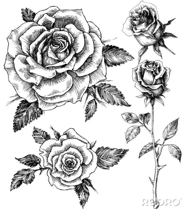 Poster  Croquis au crayon d'art en ligne de roses