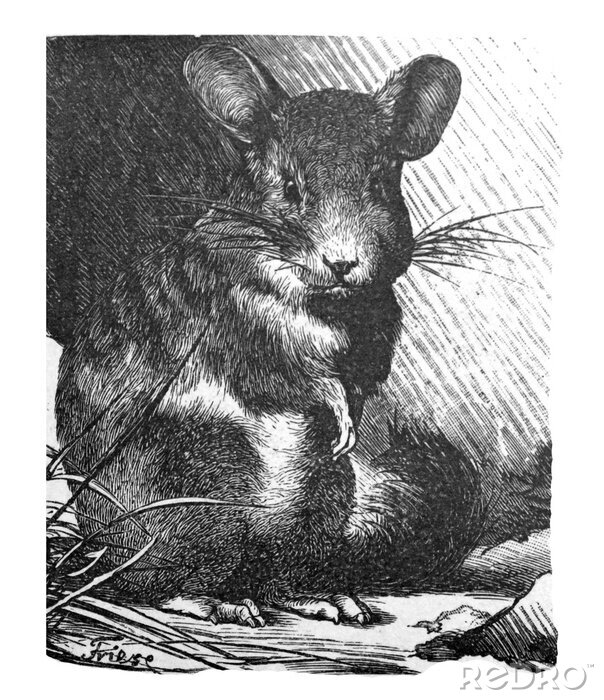 Poster  Croquis au crayon d'un personnage de souris