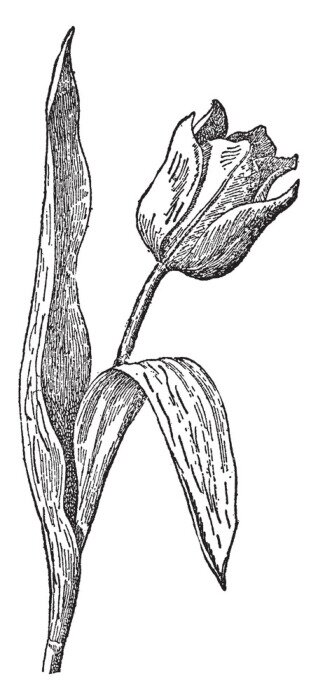 Poster  Croquis au crayon vintage de tulipes