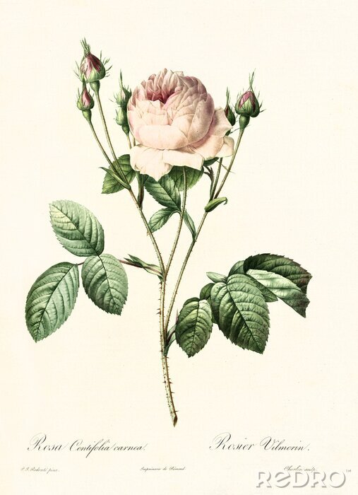 Poster  Croquis botanique de rose et bourgeons