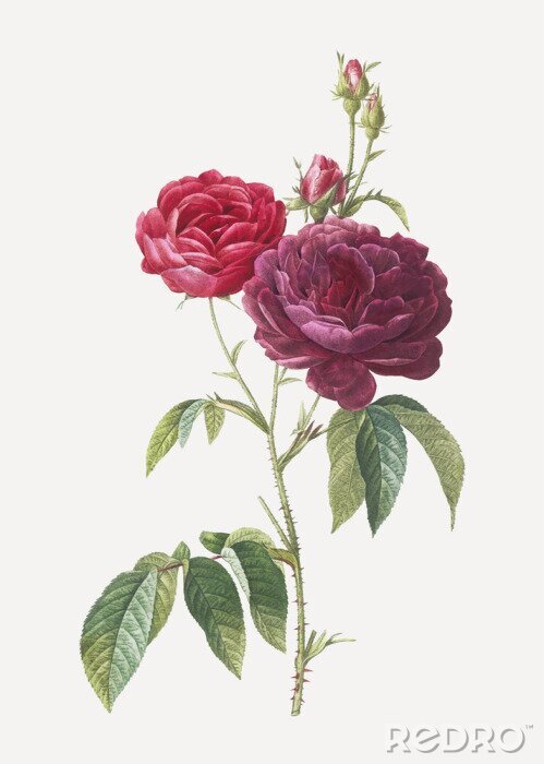 Poster  Croquis botanique de roses carmin