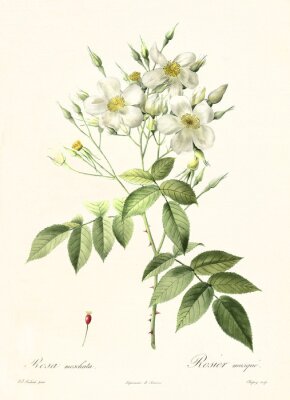 Poster  Croquis botanique de roses musquées blanches