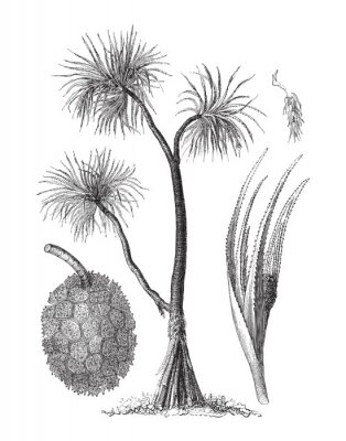 Poster  Croquis botanique en noir et blanc de Pandan