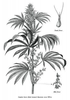Poster  Croquis d'une branche de chanvre issu d'un atlas naturel