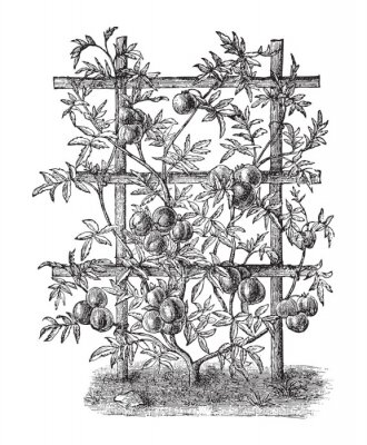 Poster  Croquis d'une plante grimpante aux tomates mûres