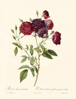 Poster  Croquis de brindilles de buisson de roses carmin
