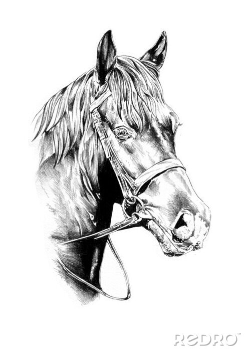 Poster  Croquis de cheval monochrome