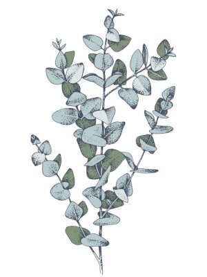 Croquis de feuilles d'eucalyptus dans la verdure
