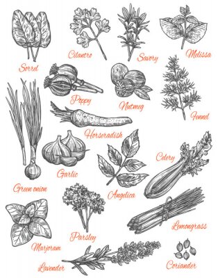 Poster  Croquis de plantes et de légumes avec légendes