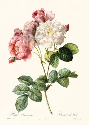 Poster  Croquis détaillé des roses de Damas