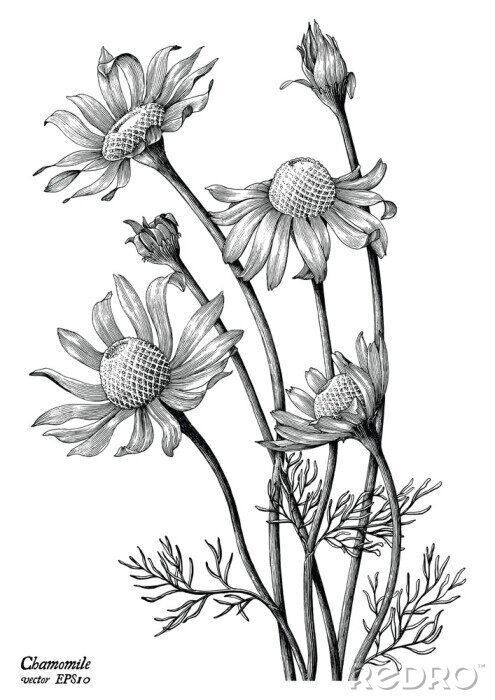 Poster  Croquis en noir et blanc de fleurs de camomille