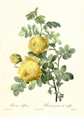 Poster  Croquis naturel de roses jaunes