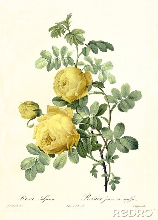 Poster  Croquis naturel de roses jaunes