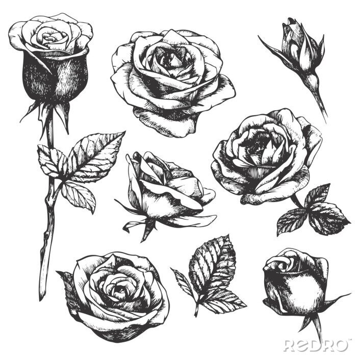Poster  Croquis noir et blanc avec des roses