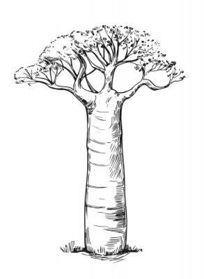Poster  Croquis noir et blanc d'un baobab unique