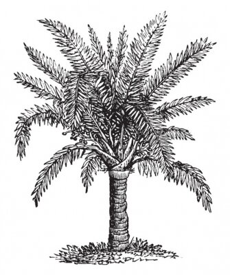 Croquis noir et blanc d'un palmier