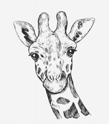 Poster  Croquis noir et blanc d'une tête de girafe