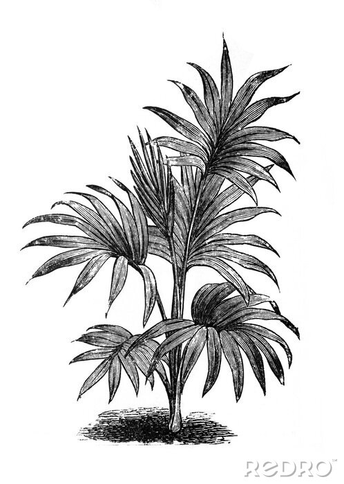 Poster  Croquis noir et blanc de feuilles de palmier